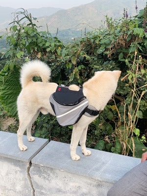 Dogs go out from backpack