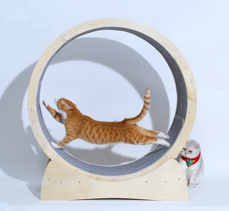 Special Toys For Cat Treadmill Roller - PetFindsUSA - PetFindsUSA