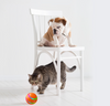 Pet Cat Intelligent Ball -USB Self Rotating Ball - PetFindsUSA - PetFindsUSA