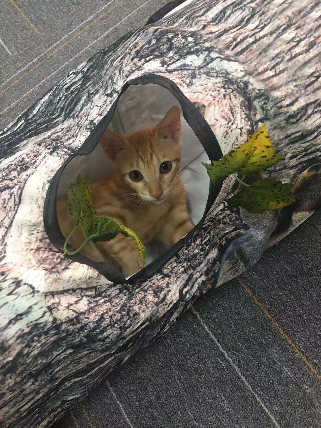 Tree Pattern  Pet Tunnel