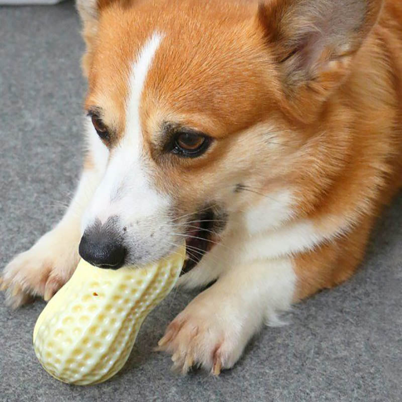 "Hilarious Squeaky Fun for Your Pet: Bite-Resistant Rubber Peanut Toy, Ideal for Small to Medium Dogs - PetFindsUSA - PetFindsUSA