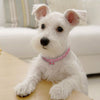 Bling Rhinestone Dog Collar Crystal For Small-Medium Dogs & Cats - PetFindsUSA - PetFindsUSA