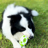 Pet Dog Toy Interactive Leaking Food Toys For Small - Large Dogs - PetFindsUSA - PetFindsUSA